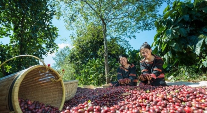 Bản tin nông sản hôm nay (11-10): Giá cà phê trong nước đồng loạt tăng